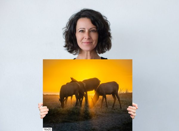 Product Image and Link for Rosevelt Elk Beach Sunset Print