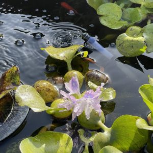 Product Image and Link for Water hyacinth- Digital photo