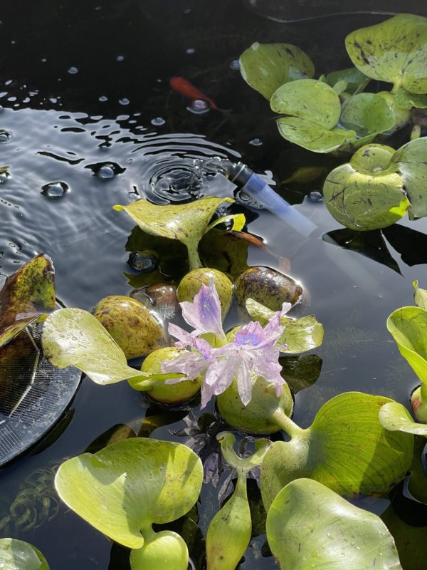 Product Image and Link for Water hyacinth- Digital photo