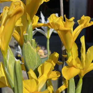 Product Image and Link for Yellow Iris