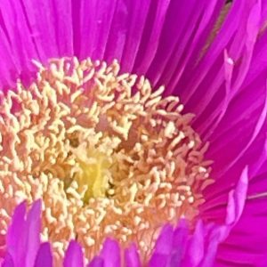 Product Image and Link for Ice plant