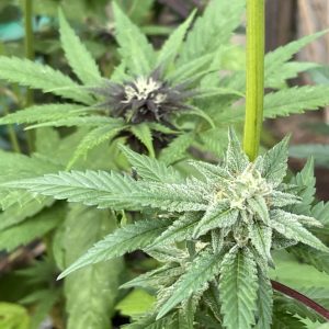 Product Image and Link for Green and purple cannabis