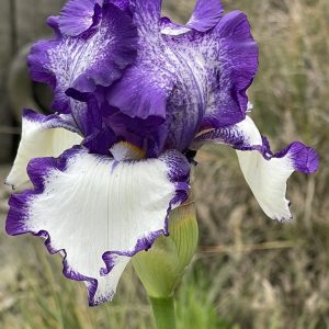 Product Image and Link for Bearded Iris- Digital photo