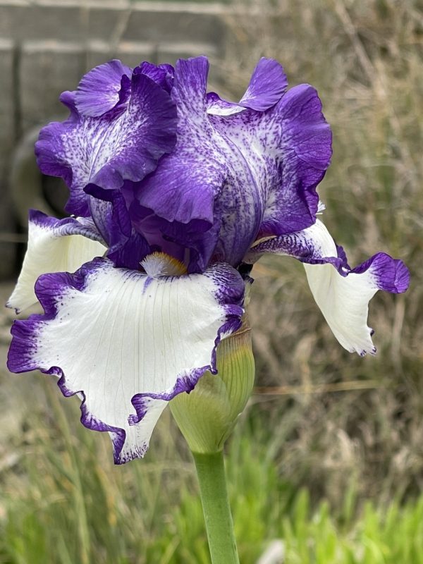 Product Image and Link for Bearded Iris- Digital photo