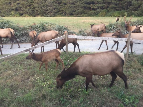 Product Image and Link for Elk in the yard again!- Digital photo