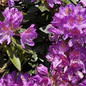 Product Image and Link for Rhododendron Afternoon!- Digital photo