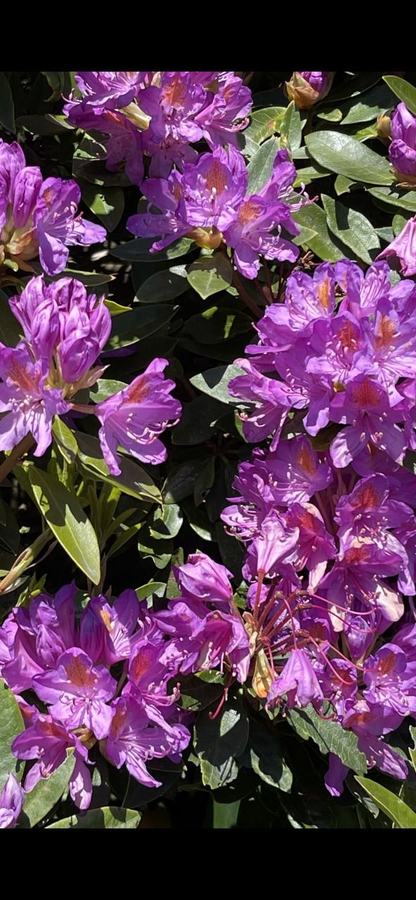Product Image and Link for Rhododendron Afternoon!- Digital photo