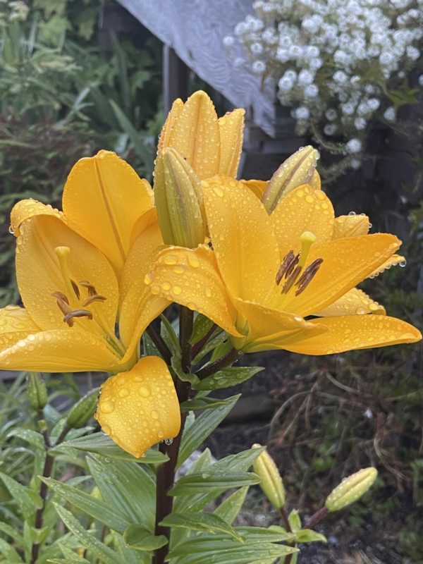 Product Image and Link for Lily