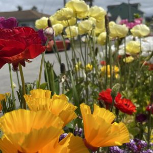 Product Image and Link for Ranunculus in box
