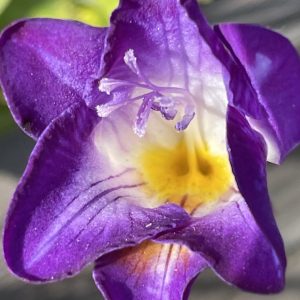 Product Image and Link for Freesia day- Digital photo