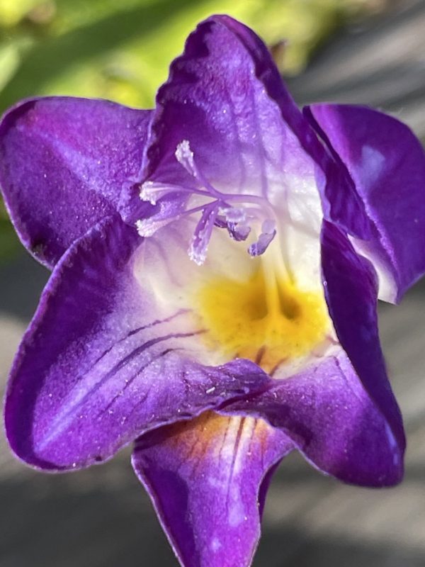 Product Image and Link for Freesia day- Digital photo