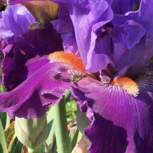 Product Image and Link for Bearded Iris