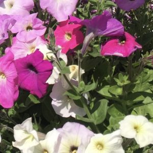 Product Image and Link for Petunias mix