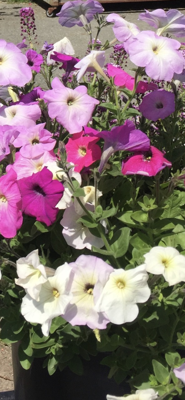 Product Image and Link for Petunias mix- Digital photo