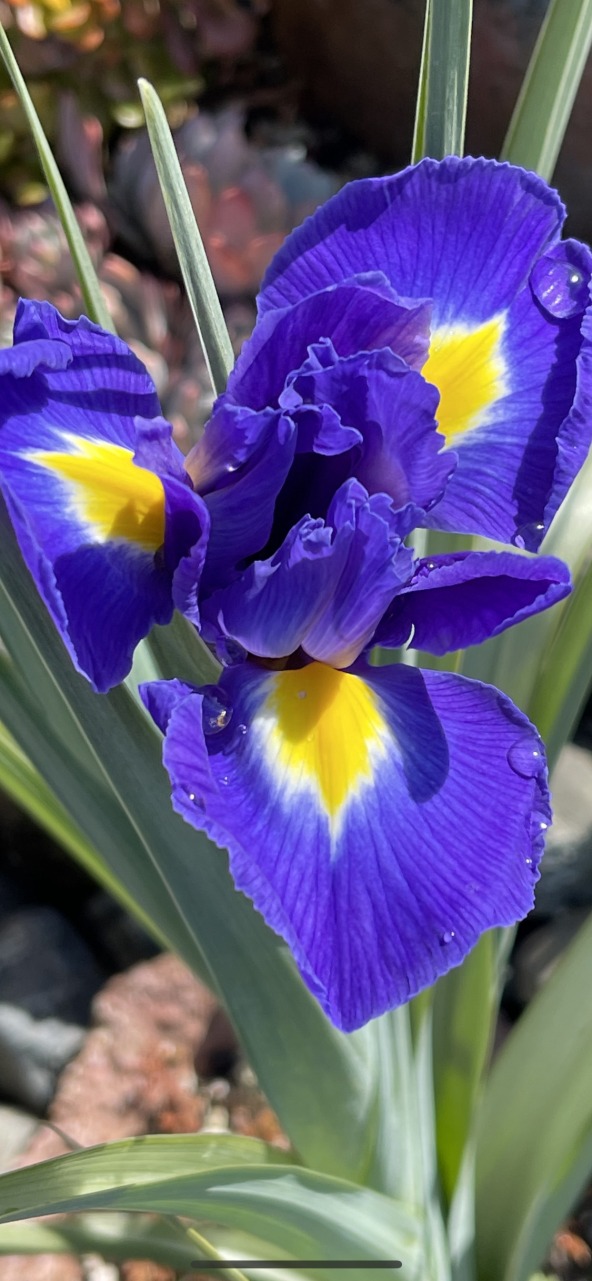 Product Image and Link for Iris this side- Digital photo