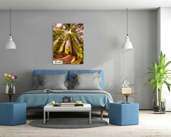 Product Image and Link for Redwood Morning