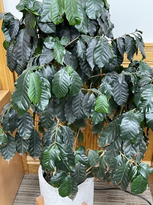 Product Image and Link for Coffee plant- Digital photo