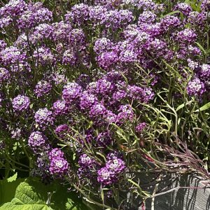 Product Image and Link for Alyssum Purple- Digital photo