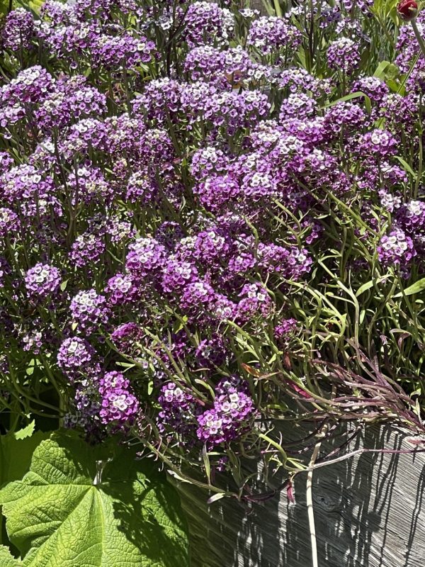 Product Image and Link for Alyssum Purple- Digital photo