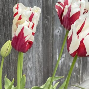 Product Image and Link for Tortured Tulips