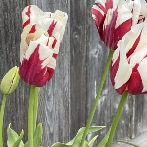 Product Image and Link for Tortured Tulips- Digital photo