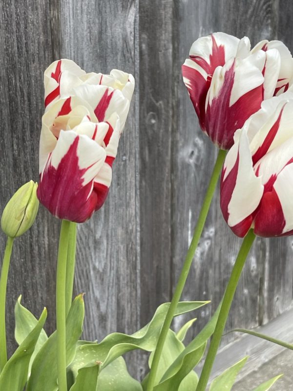 Product Image and Link for Tortured Tulips- Digital photo