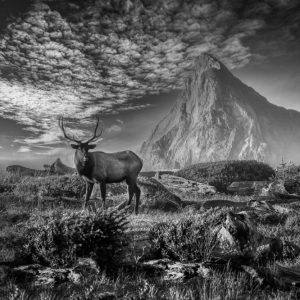 Product Image and Link for Black and White Elk Print
