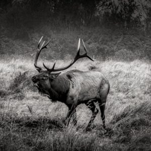 Product Image and Link for Elk Bugle