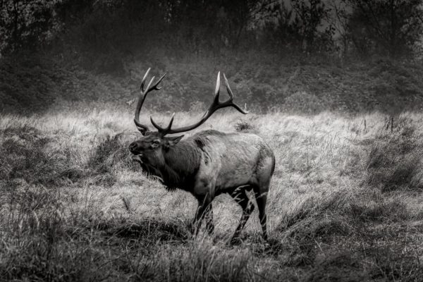 Product Image and Link for Elk Bugle