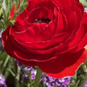 Product Image and Link for Ranunculua Red!