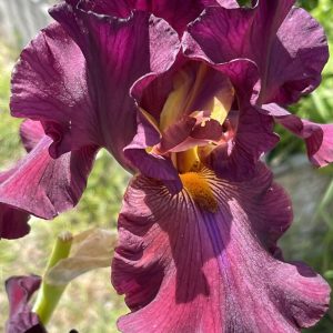 Product Image and Link for Bearded Iris- Digital photo