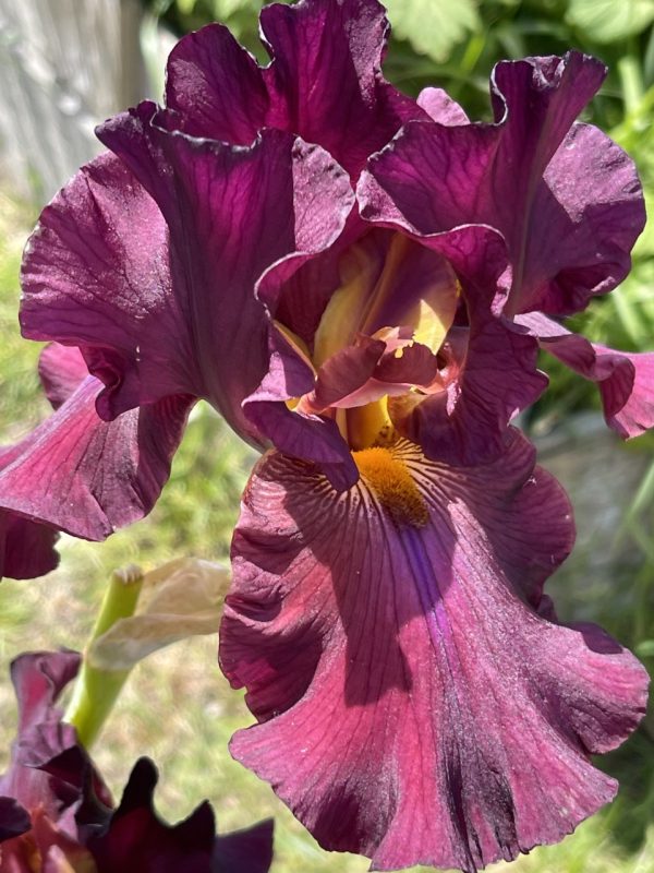 Product Image and Link for Bearded Iris- Digital photo