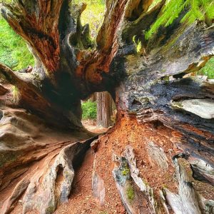 Product Image and Link for Hollow Redwood Log
