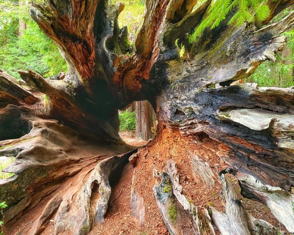 Product Image and Link for Hollow Redwood Log