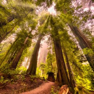 Product Image and Link for Redwood Morning