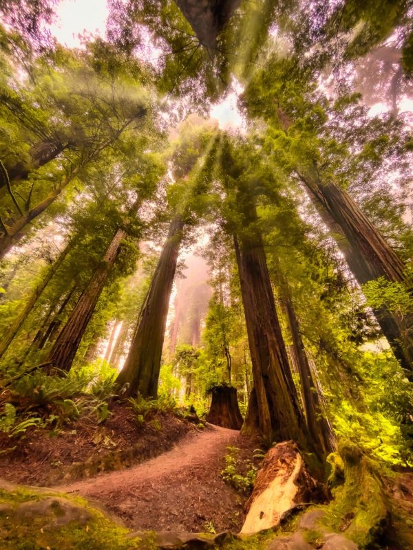 Product Image and Link for Redwood Morning