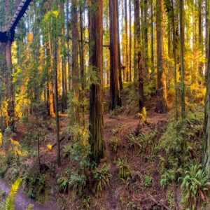 Product Image and Link for Sequoia Park Panorama