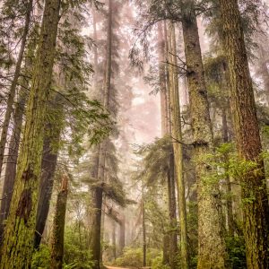 Product Image and Link for Redwoods in the Fog