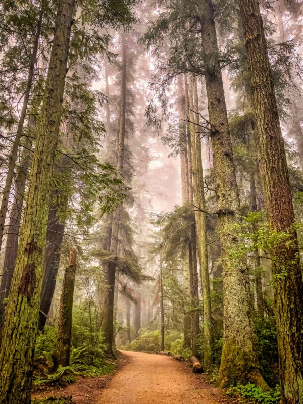 Product Image and Link for Redwoods in the Fog