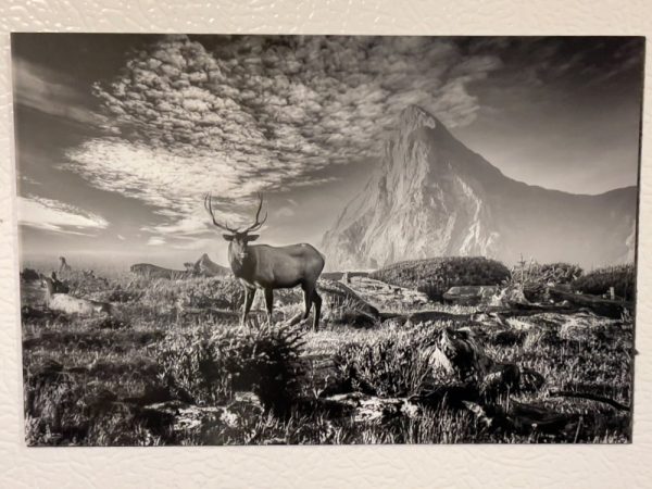 Product Image and Link for Roosevelt Elk Refrigerator Magnets