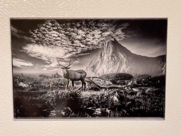 Product Image and Link for Roosevelt Elk Refrigerator Magnets