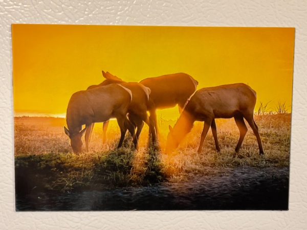 Product Image and Link for Roosevelt Elk Refrigerator Magnets