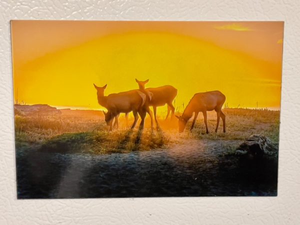 Product Image and Link for Roosevelt Elk Refrigerator Magnets