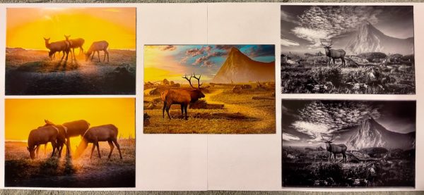 Product Image and Link for Roosevelt Elk Refrigerator Magnets