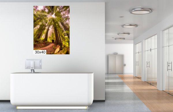 Product Image and Link for Redwood Morning