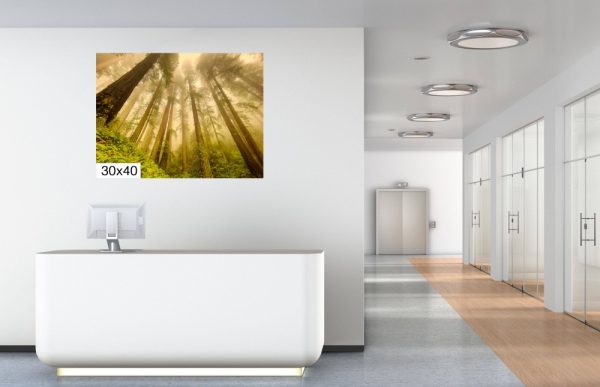 Product Image and Link for Redwoods in the Fog