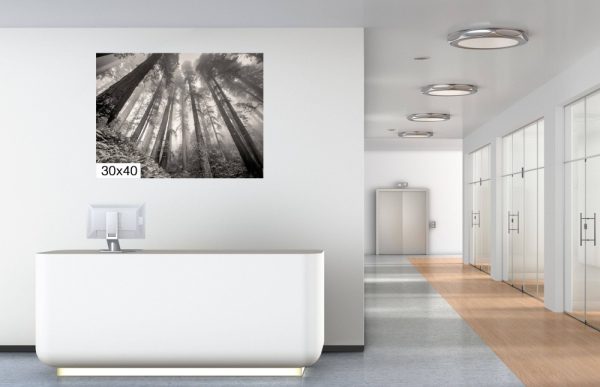 Product Image and Link for Redwoods in the Fog- Black and White