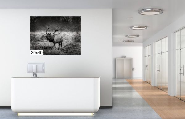 Product Image and Link for Elk Bugle