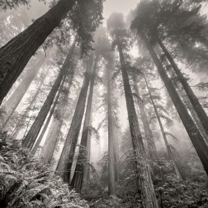 Product Image and Link for Redwoods in the Fog- Black and White