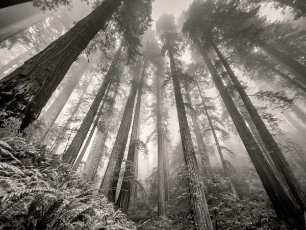 Product Image and Link for Redwoods in the Fog- Black and White